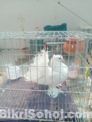 সাদা কিং কবুতর